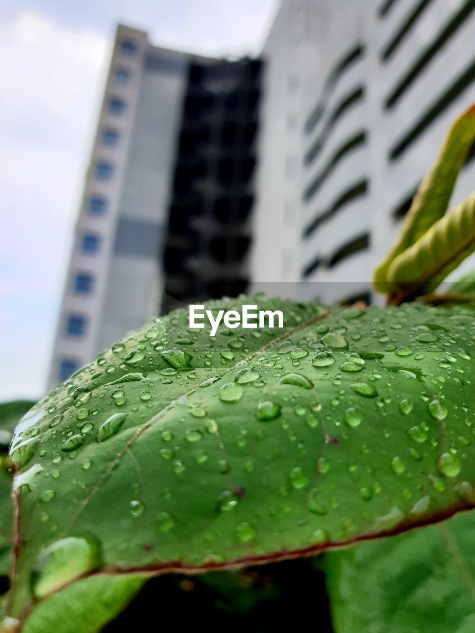 CLOSE-UP OF WATER DROPS ON LEAVES