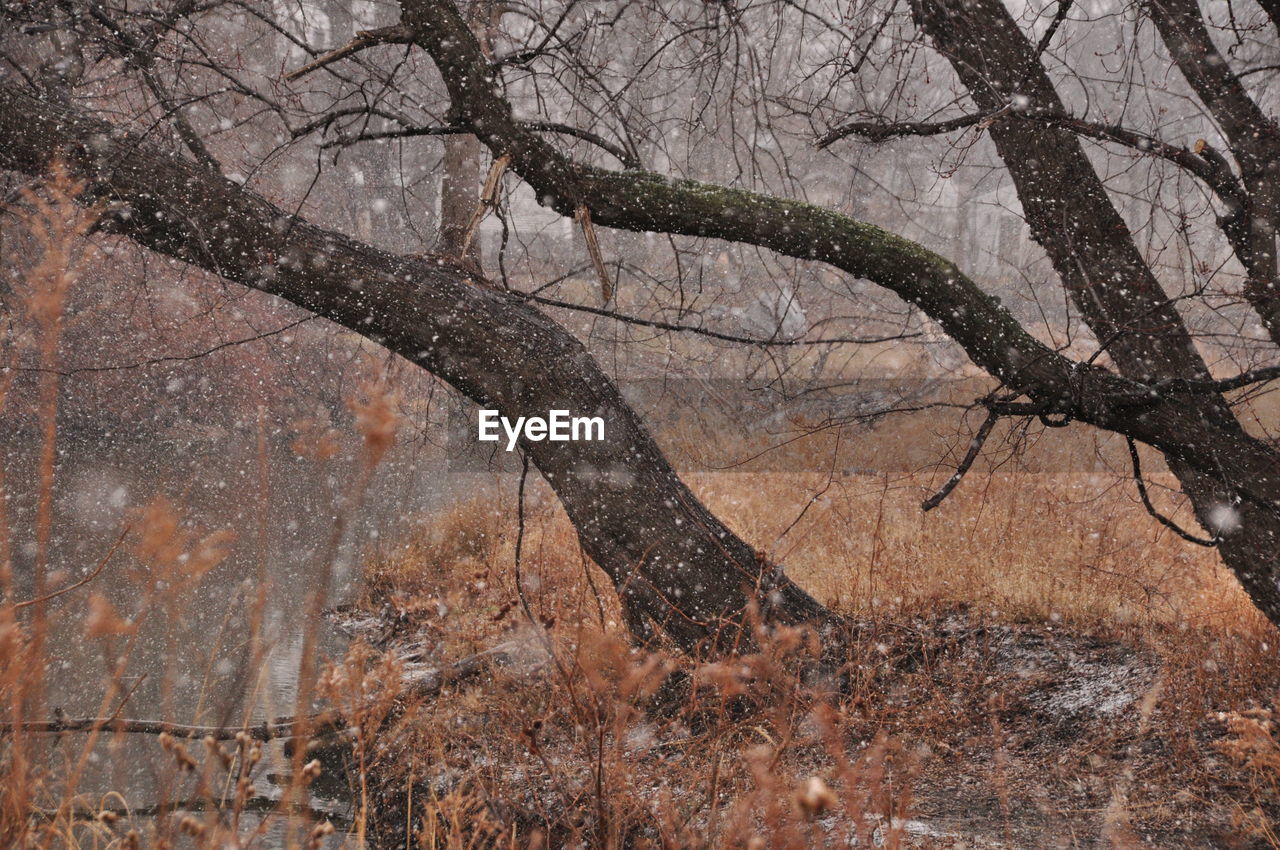 CLOSE-UP OF BARE TREE