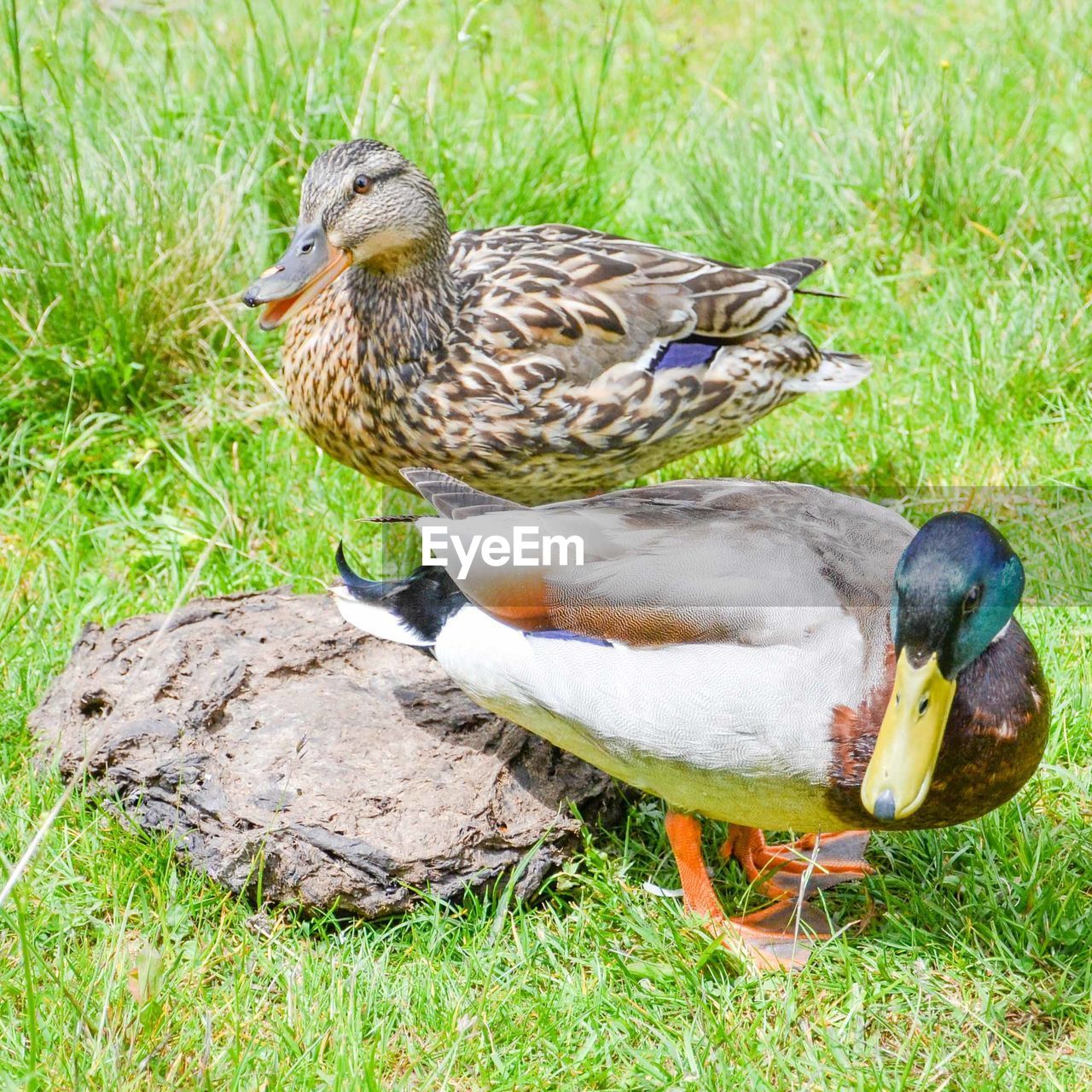 MALLARD DUCK ON GRASSLAND