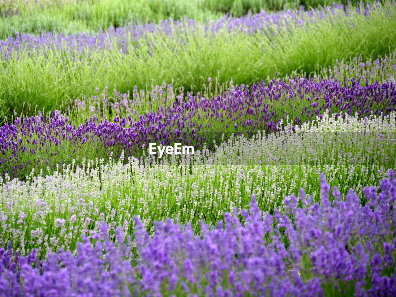 Full frame shot of lavender flowers growing in field