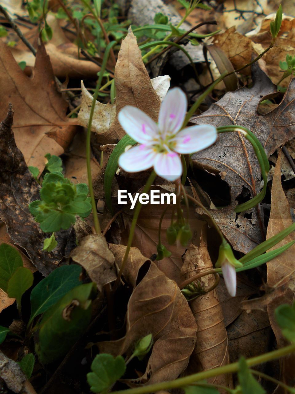 CLOSE-UP OF PURPLE FLOWERS BLOOMING