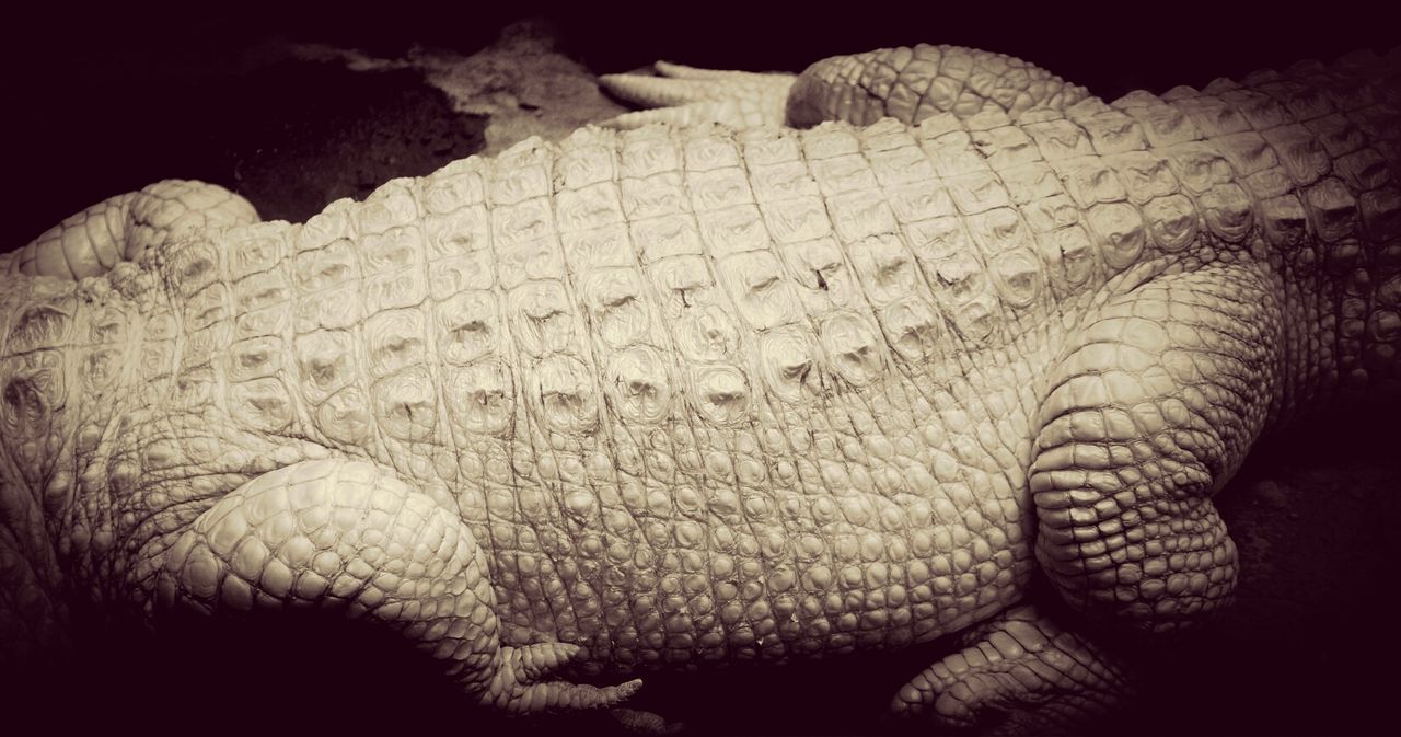 Mid section of crocodile