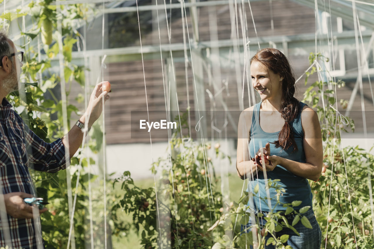 Mature gardener showing tomato to coworker in greenhouse