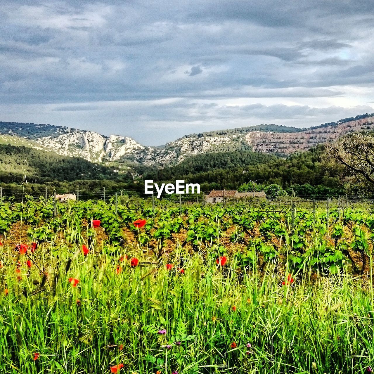 PLANTS GROWING ON FIELD AGAINST SKY