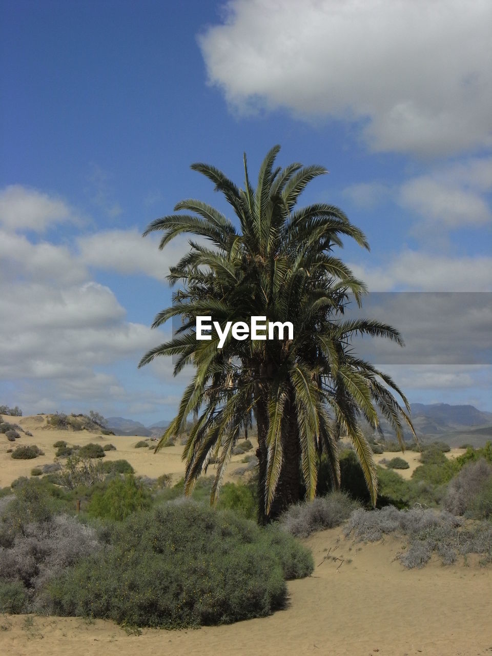 PALM TREE BY LANDSCAPE AGAINST SKY