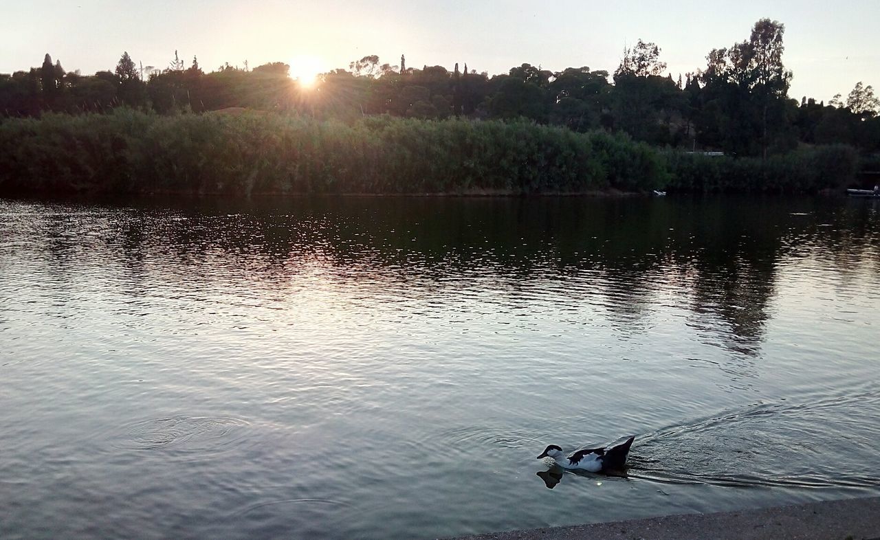 SILHOUETTE SWAN SWIMMING ON LAKE AGAINST SKY