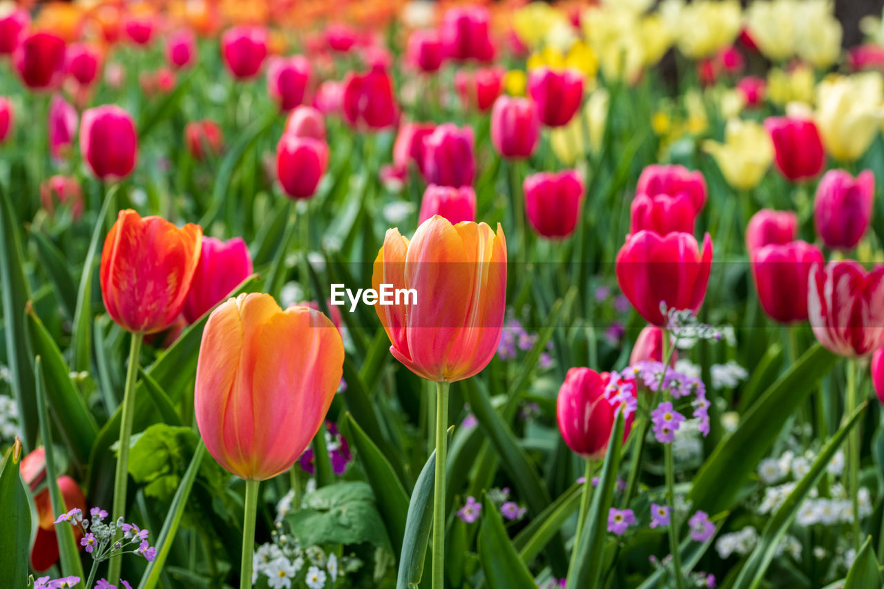 Close-up of purple tulip flowers in field