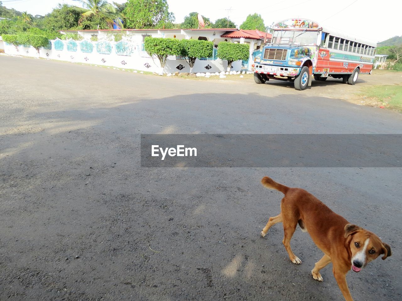 DOG ON CAR