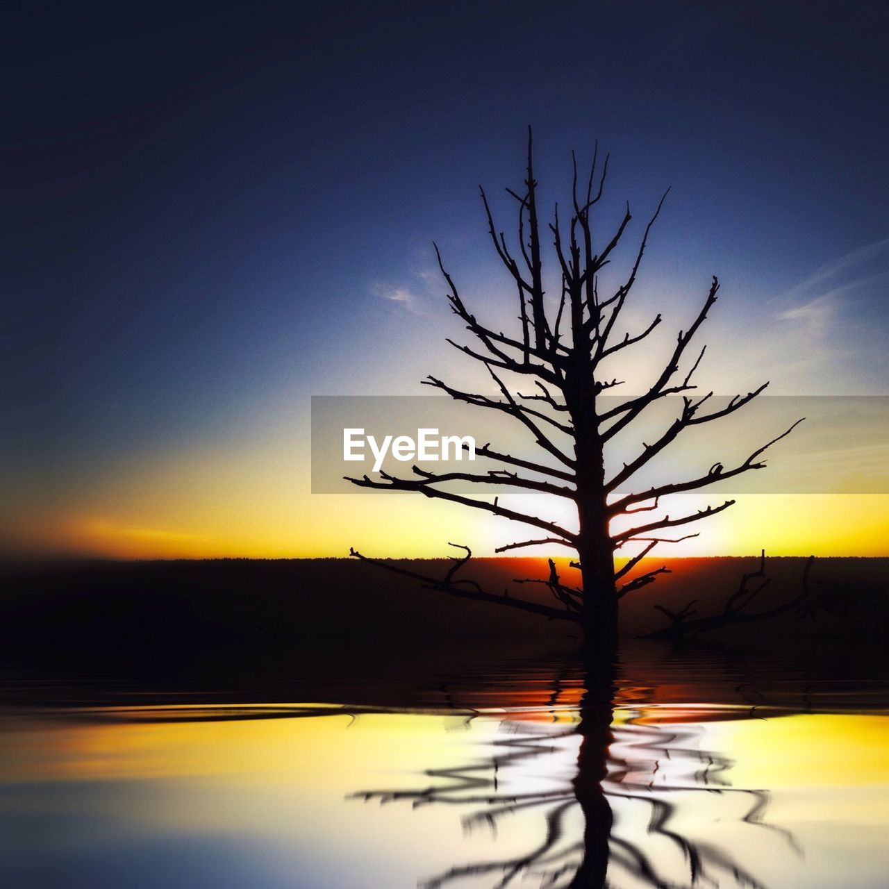 Silhouette bare tree on riverbank against sky during sunset