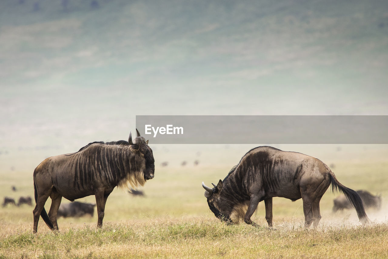 HORSES ON FIELD