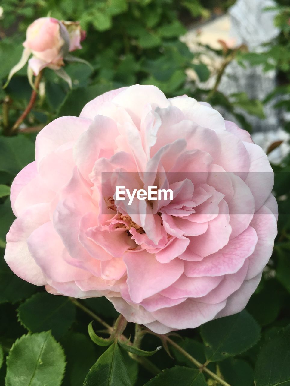 CLOSE-UP OF PINK ROSE PLANT