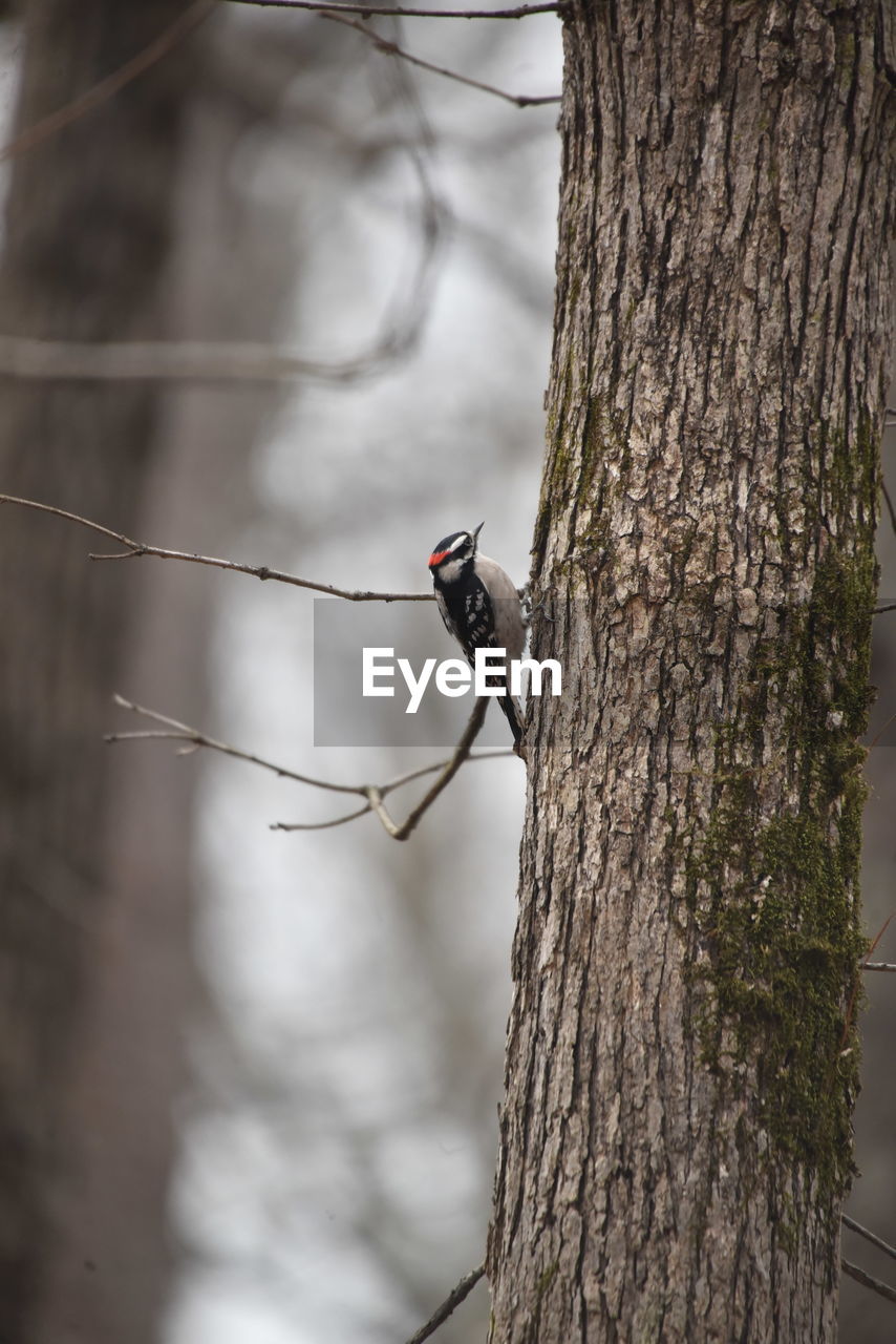 VIEW OF BIRD PERCHING ON TREE