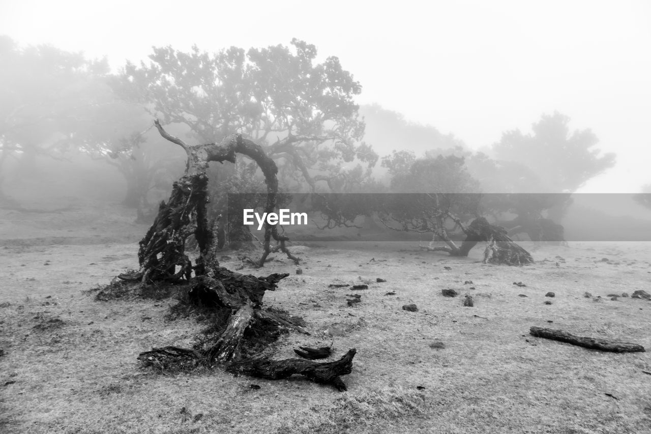 DEAD TREE ON FIELD AGAINST SKY DURING FOGGY WEATHER