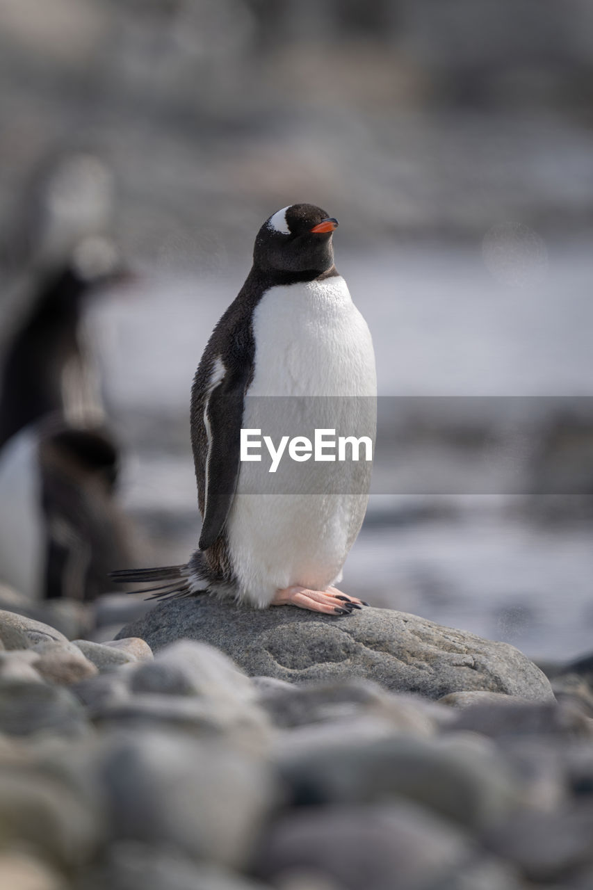 Gentoo penguin on rock with eyes closed