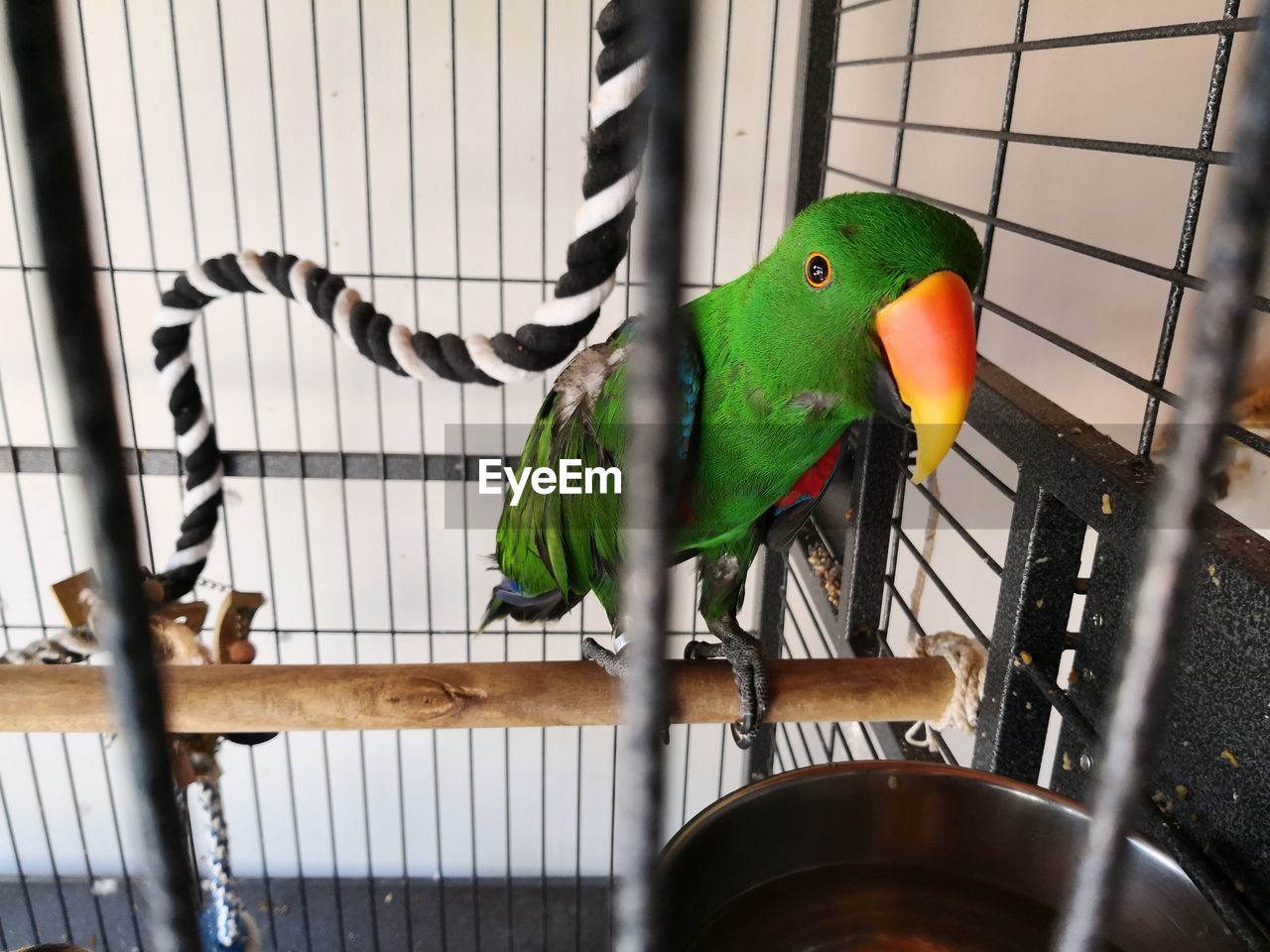 Close-up of parrot in cage