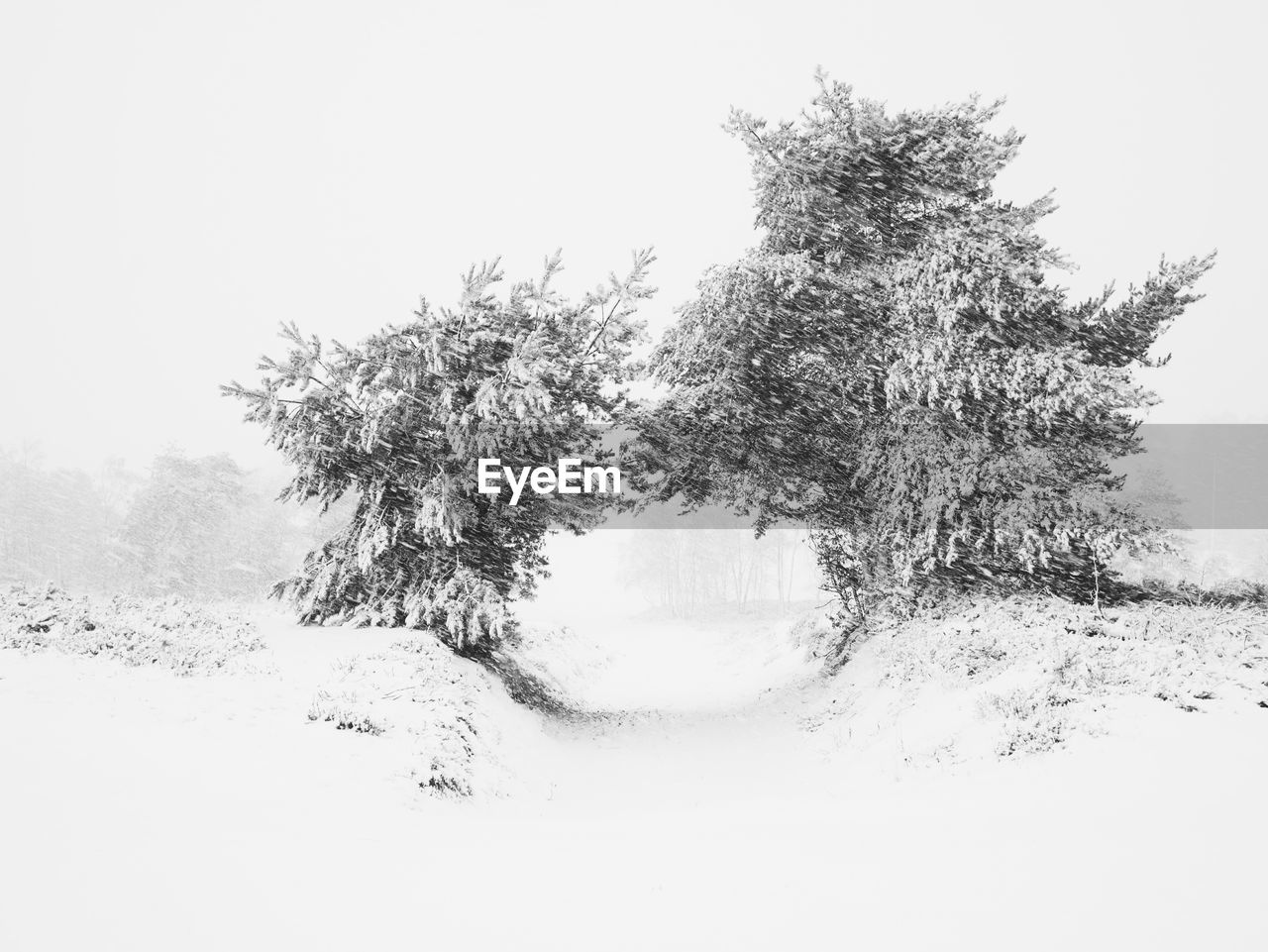 TREE AGAINST CLEAR SKY DURING WINTER