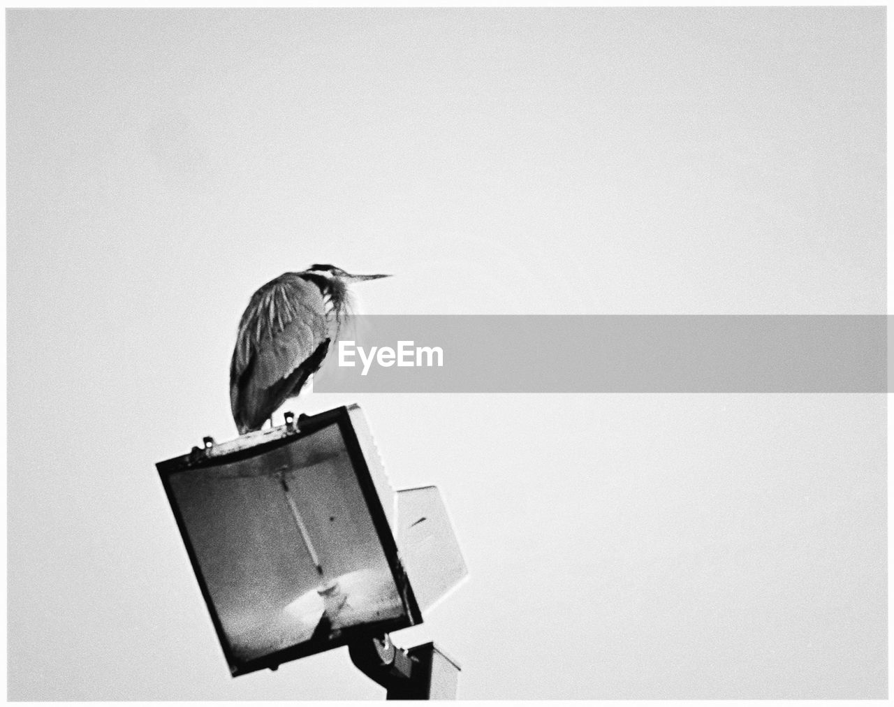 Low angle view of bird perching on the sky