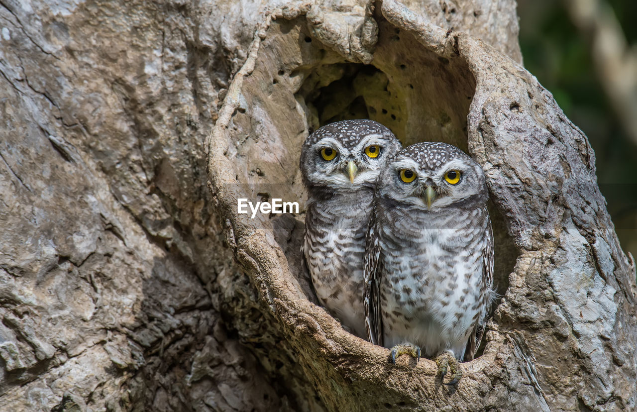 Portrait of owls perching on tree trunk