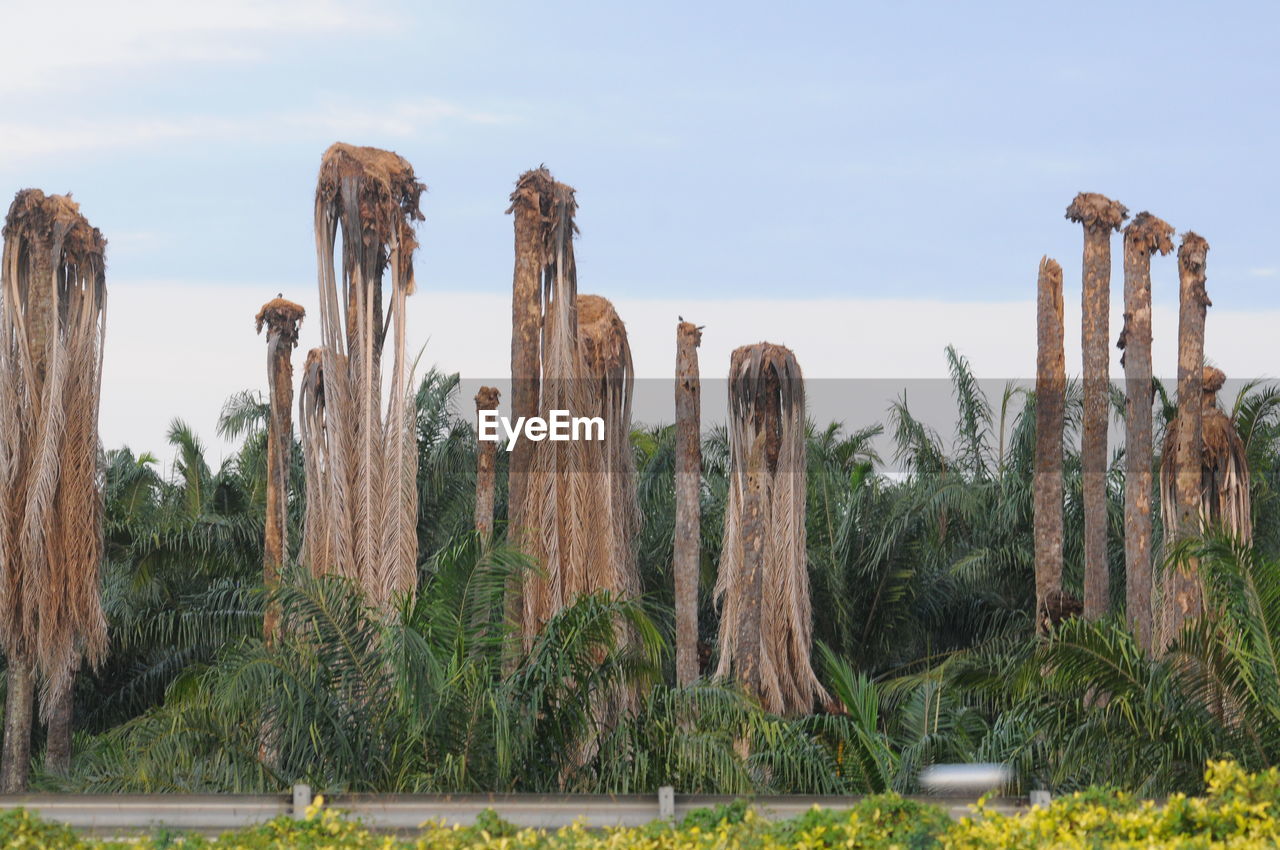 PANORAMIC VIEW OF CACTUS AGAINST SKY