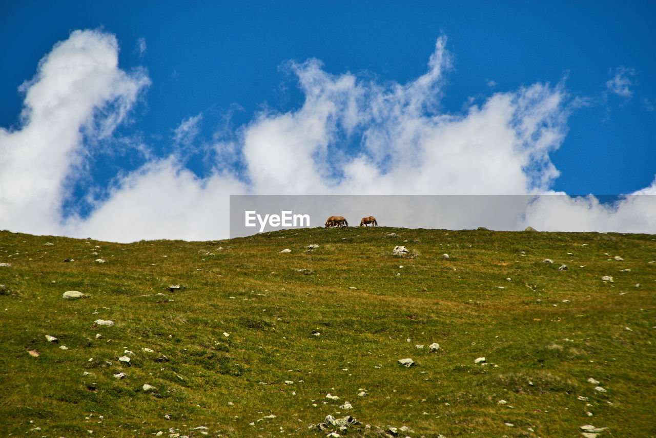 Panoramic view of horses on field against sky