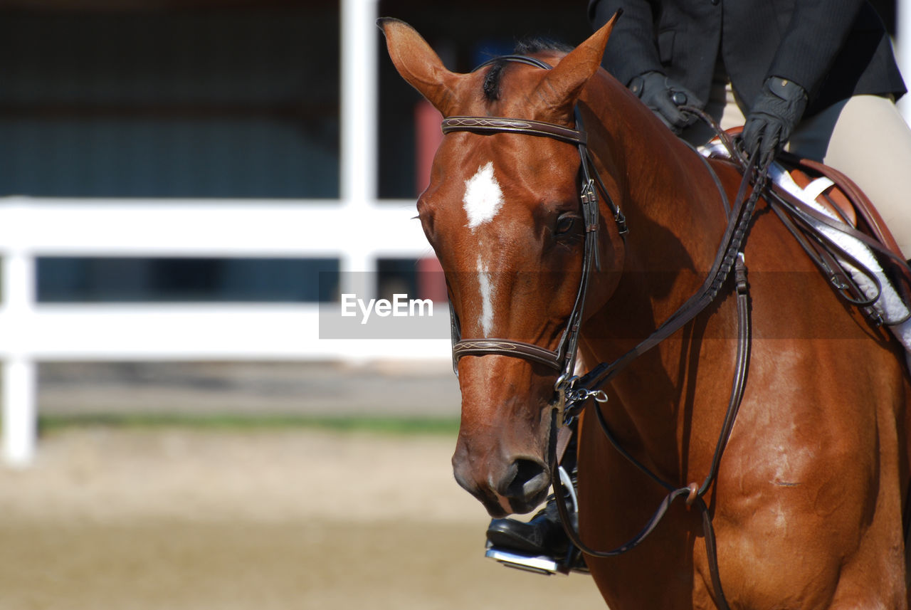 Beautiful chestnut horse under saddle at a horse show in the ring.