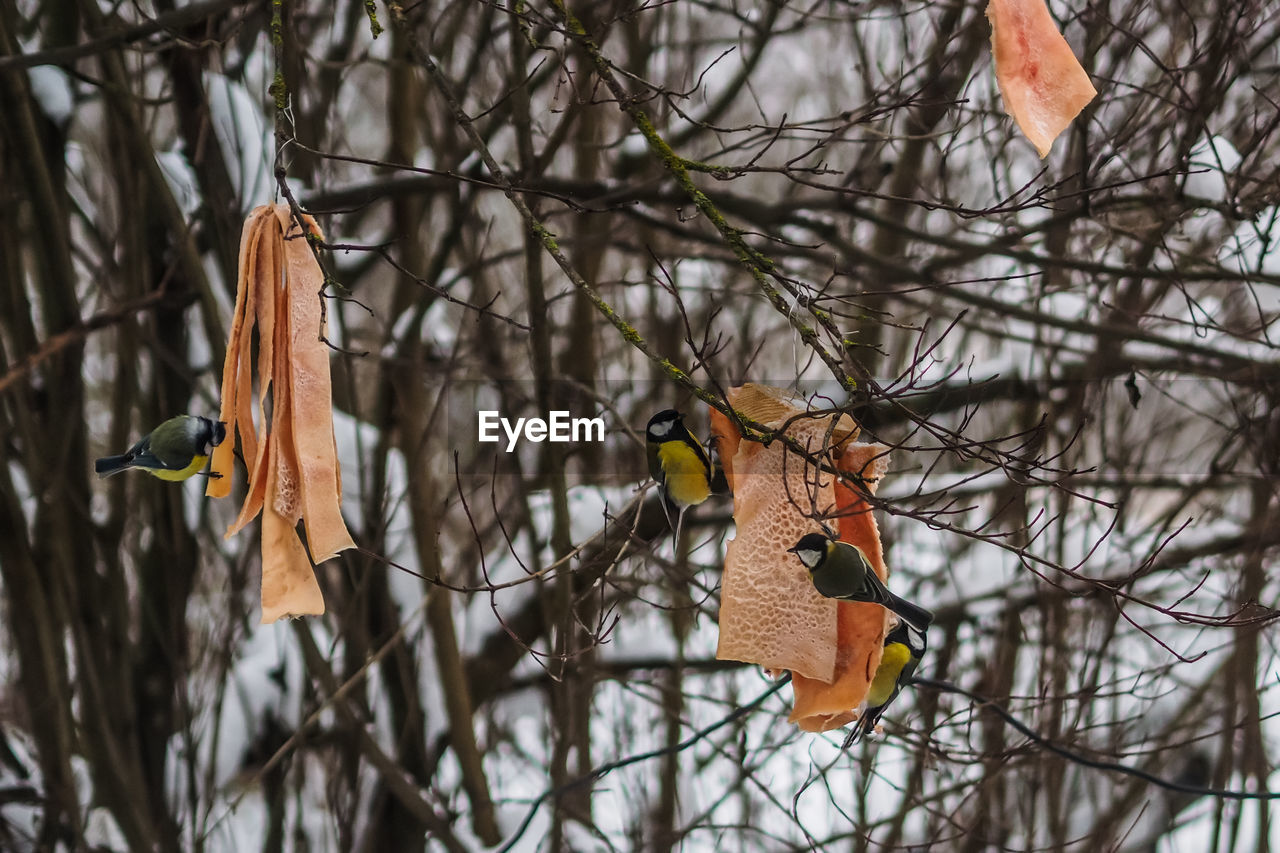 BIRDS PERCHING ON A TREE