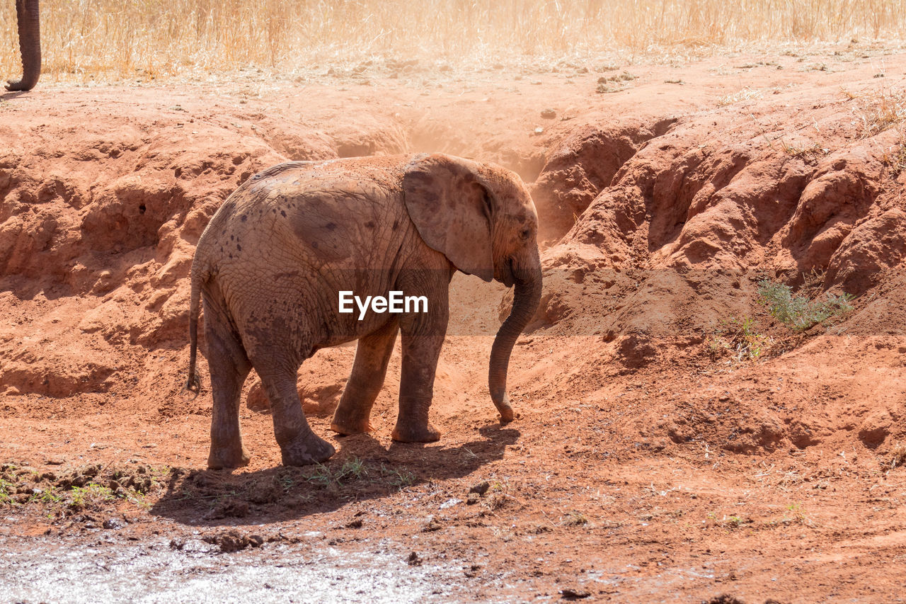 VIEW OF ELEPHANT WALKING ON STREET