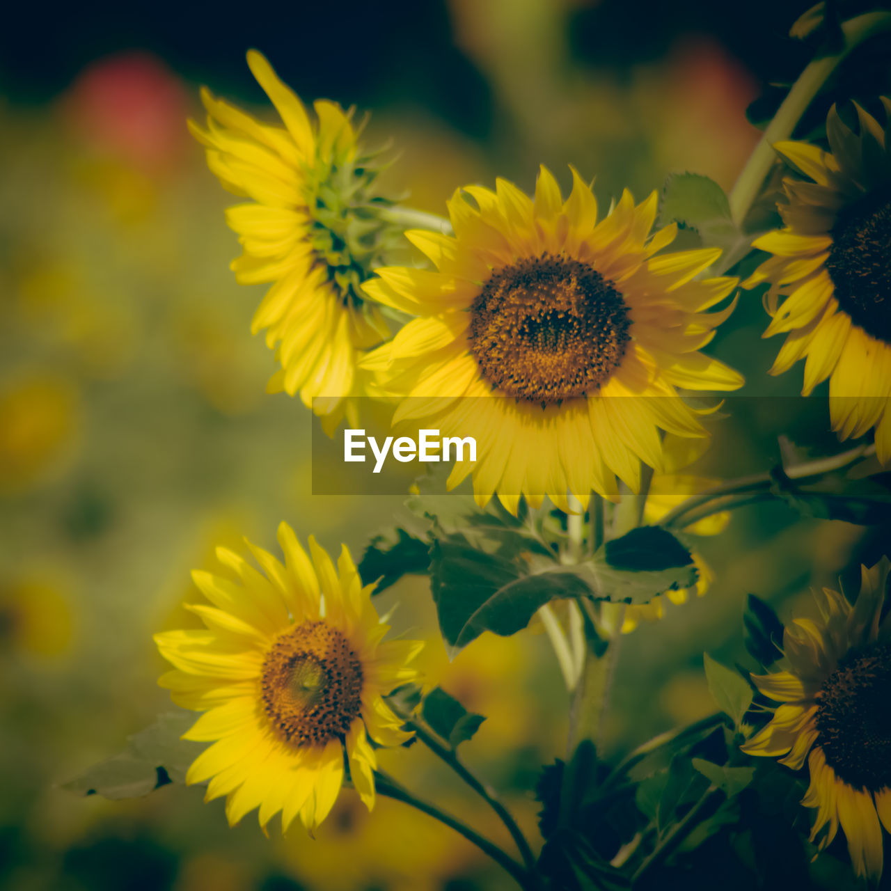 CLOSE-UP OF YELLOW FLOWER