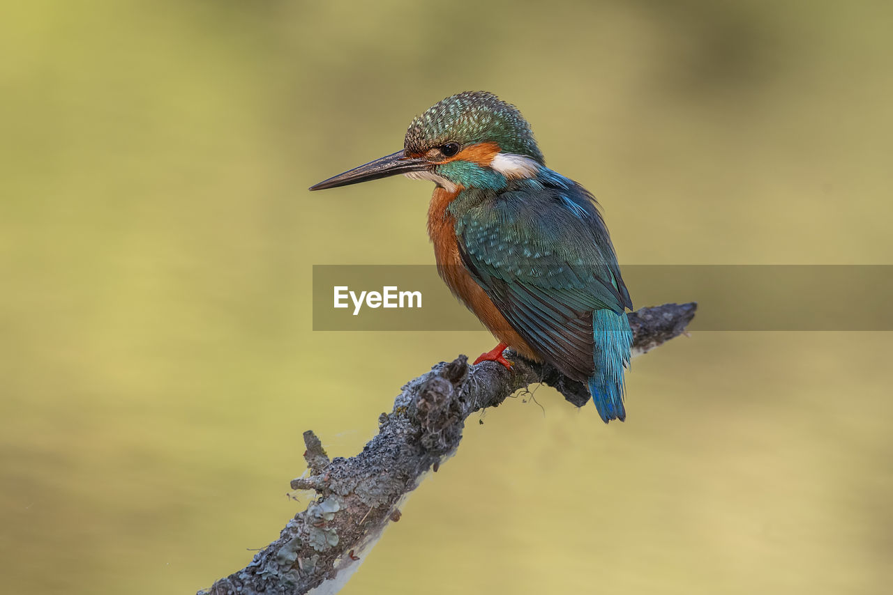 bird, animal themes, animal wildlife, animal, wildlife, one animal, beak, perching, kingfisher, close-up, nature, focus on foreground, branch, tree, woodpecker, no people, beauty in nature, full length, outdoors, day, blue, multi colored, bee eater, plant