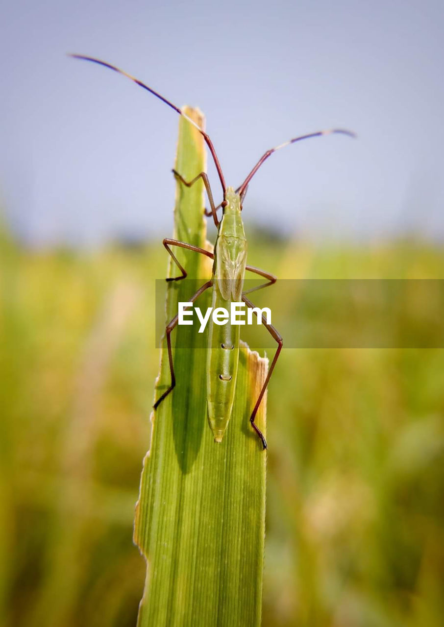 Close-up of grasshopper on plant