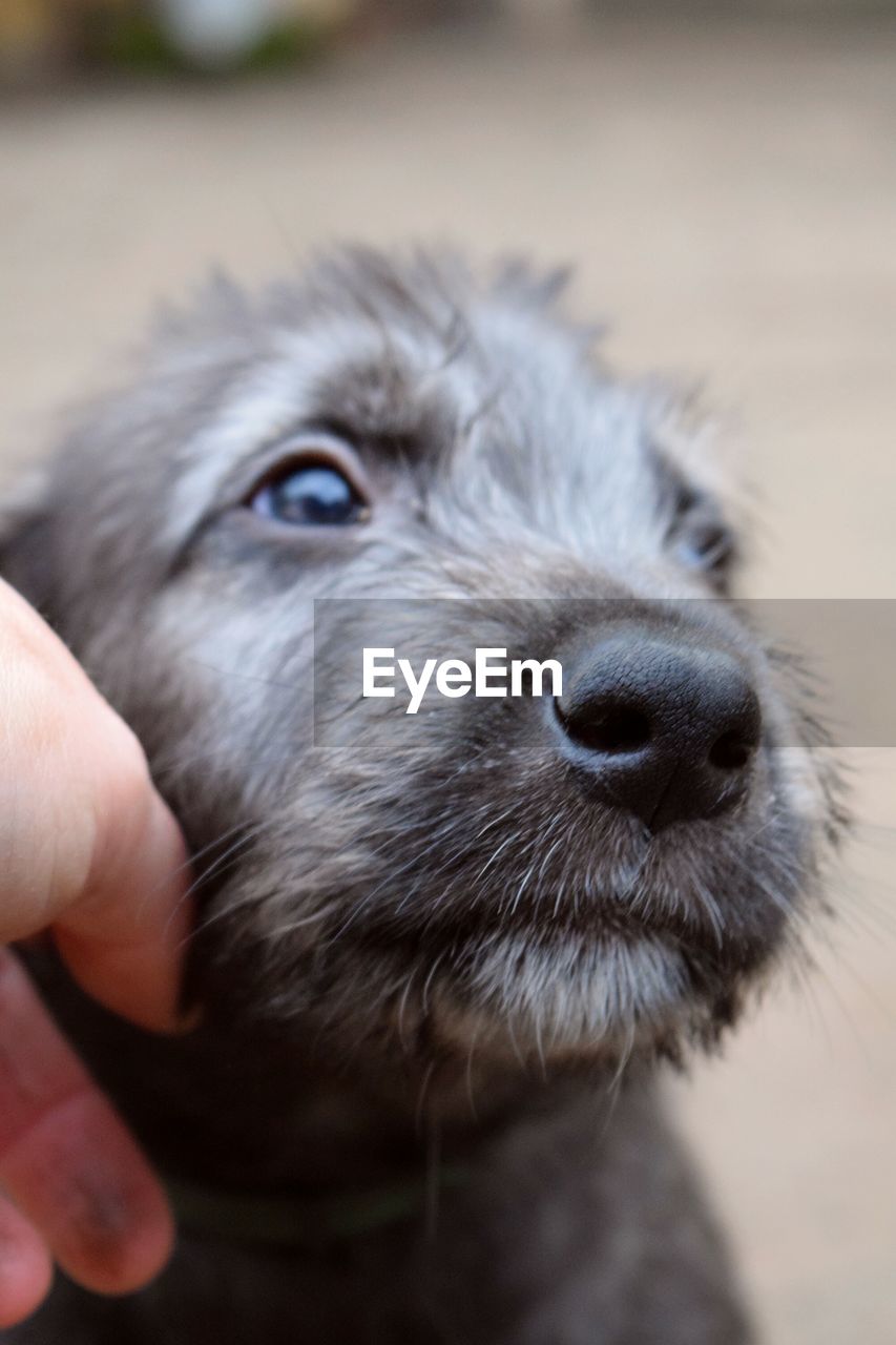 CLOSE-UP OF HAND HOLDING DOG OUTDOORS