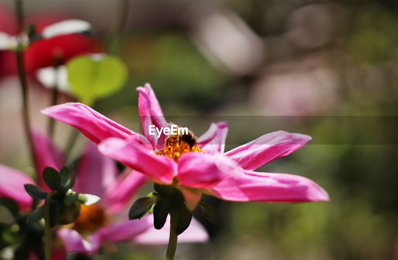 CLOSE-UP OF HONEY BEE POLLINATING ON PINK FLOWER
