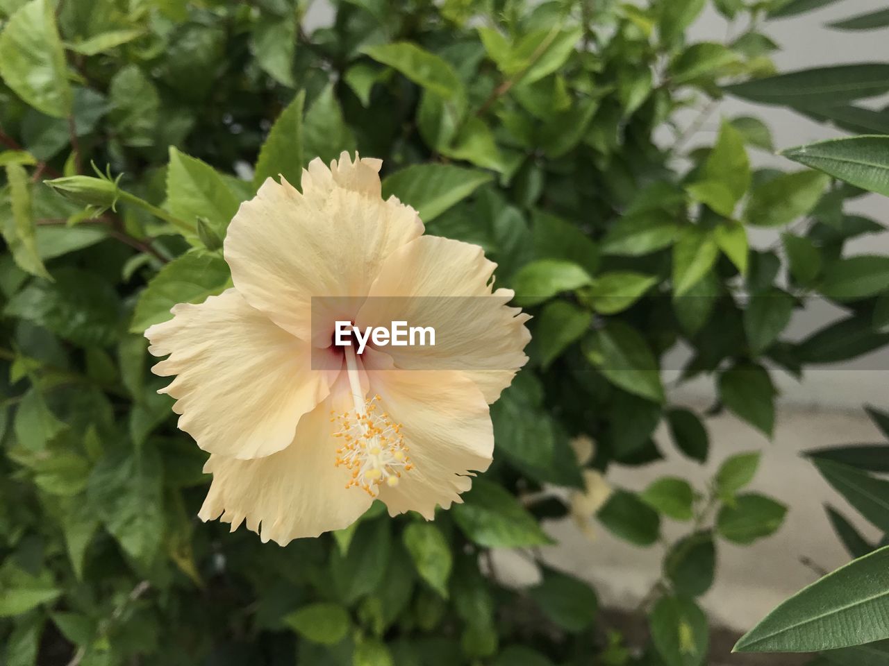 flower, flowering plant, plant, freshness, petal, flower head, hibiscus, beauty in nature, inflorescence, fragility, growth, leaf, plant part, close-up, nature, pollen, malvales, green, no people, outdoors, white, focus on foreground, springtime, blossom, stamen, botany, day