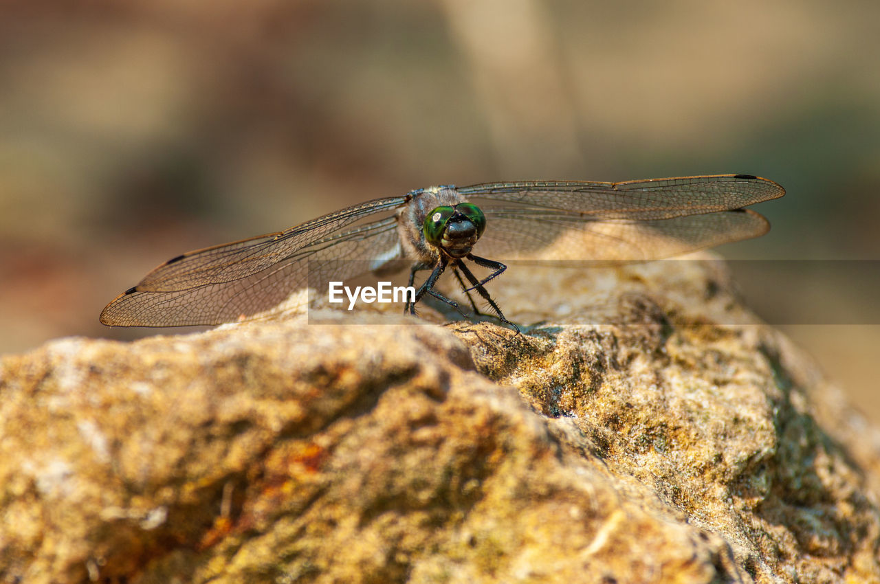 Close-up of dragonfly on rock