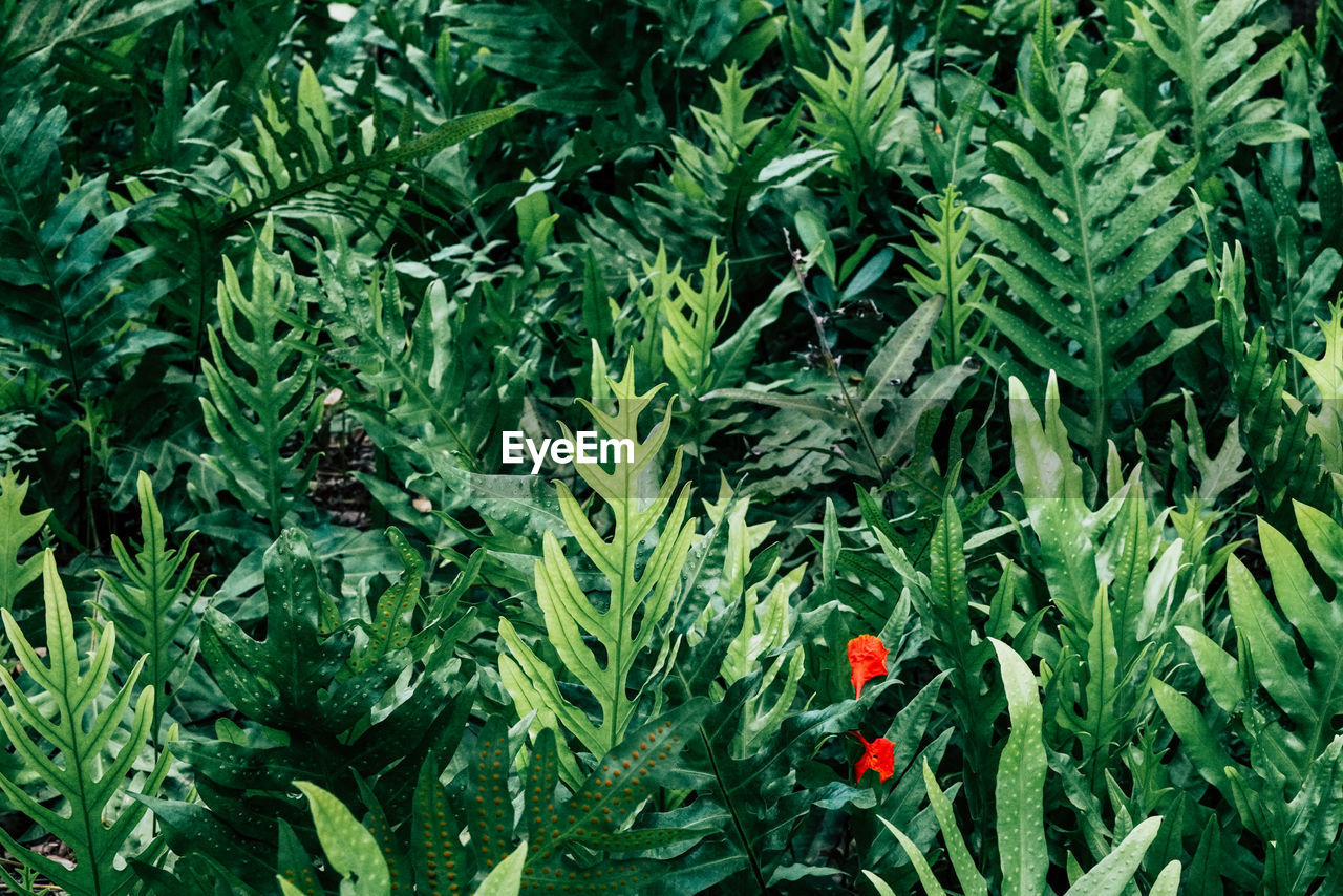 CLOSE-UP OF RED ROSE FLOWERING PLANT