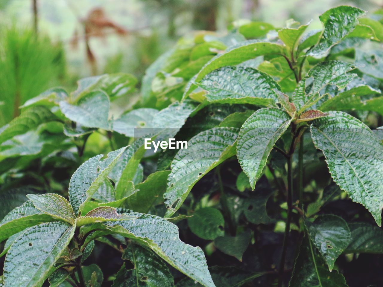 CLOSE-UP OF WET PLANTS