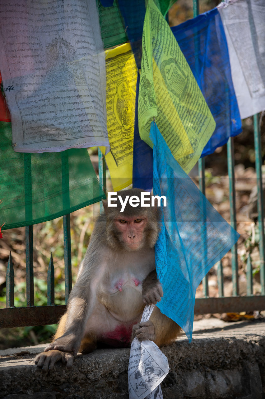  monkey sitting outdoors