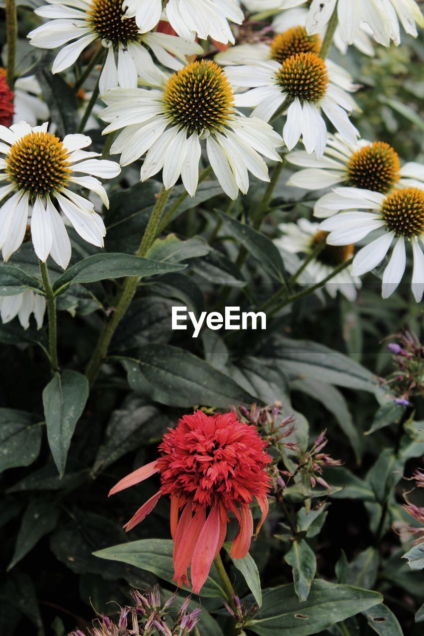 HIGH ANGLE VIEW OF FLOWERS ON PLANT