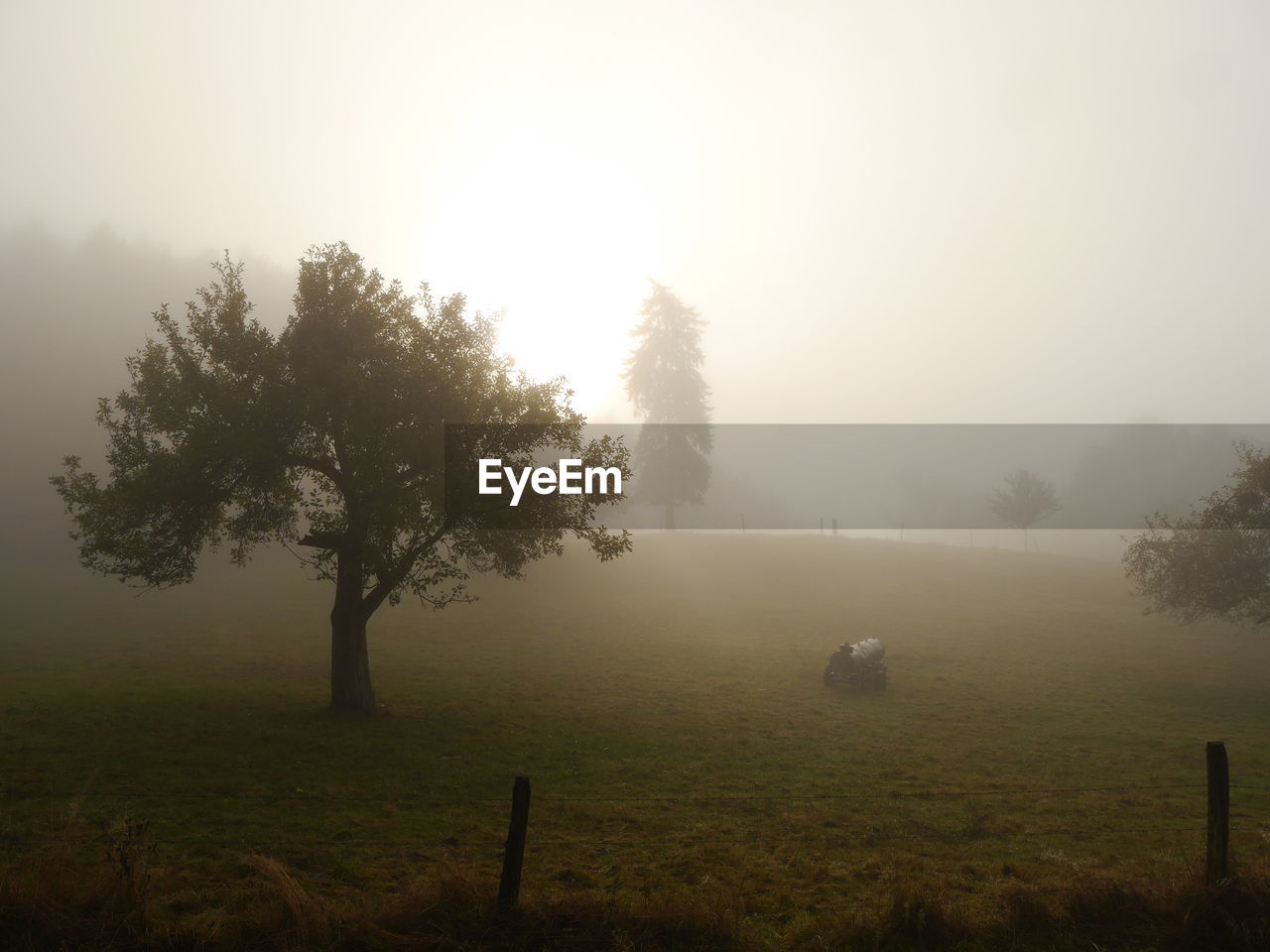 Trees on field against sky during foggy weather