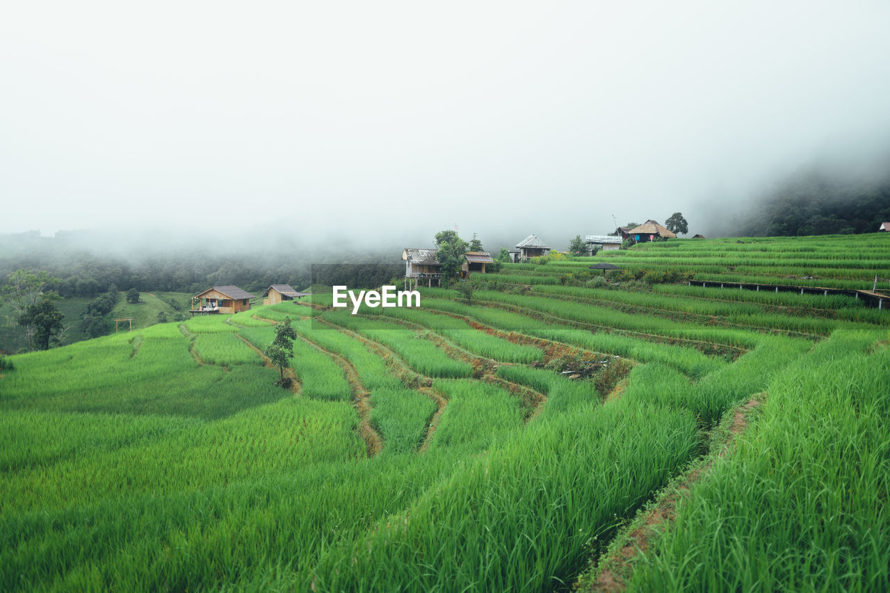 scenic view of agricultural field against cloudy sky