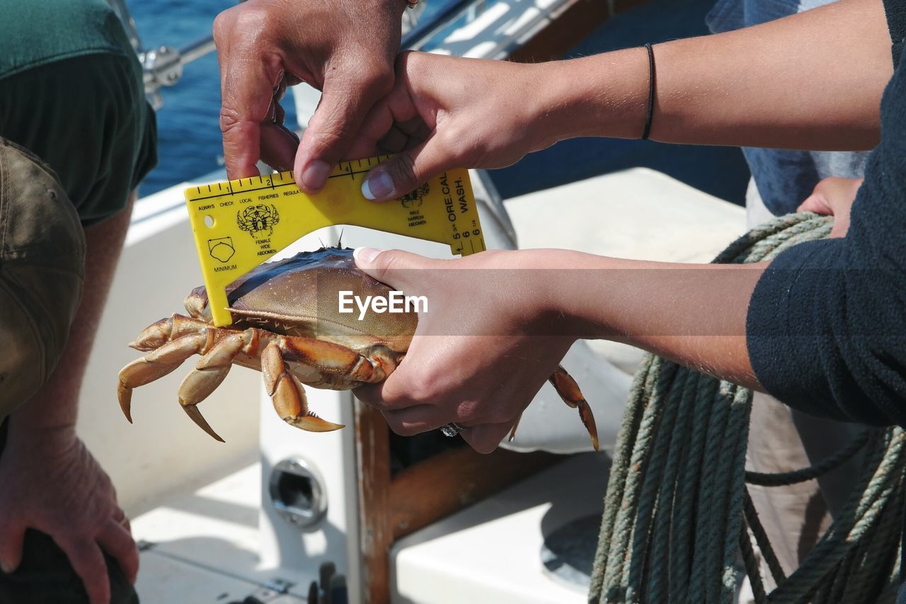 Cropped hands of woman holding crab