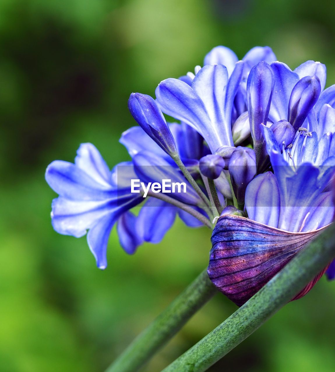 CLOSE-UP OF PURPLE FLOWER