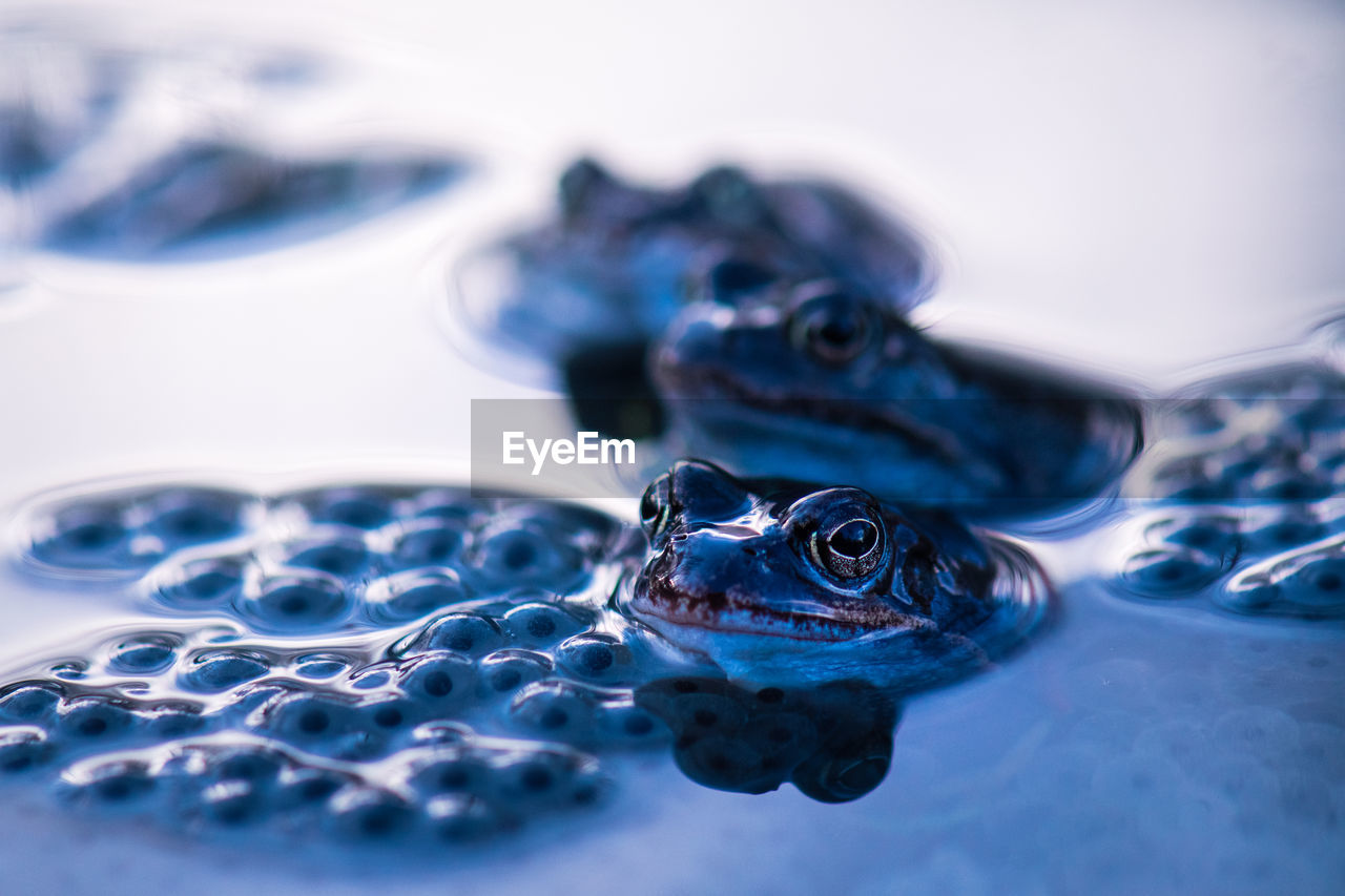 CLOSE-UP OF TURTLE SWIMMING