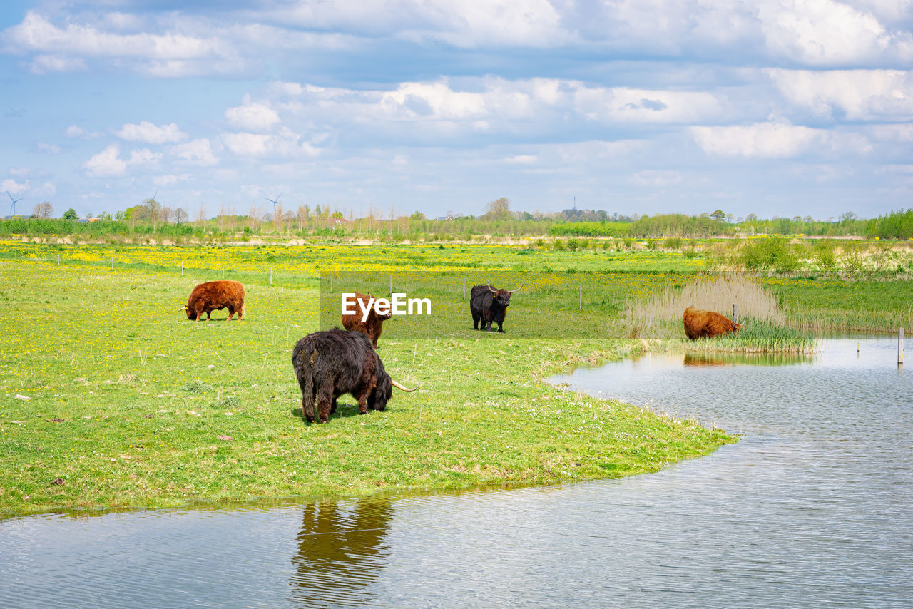 Bunch of highland cows in recreation area bentwoud in the green heart of holland, netherlands.