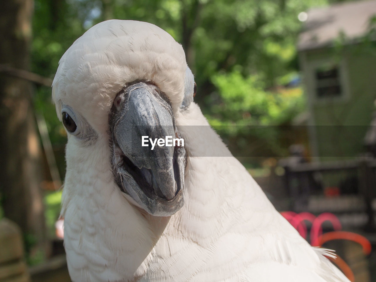 CLOSE-UP OF WHITE SWAN OUTDOORS