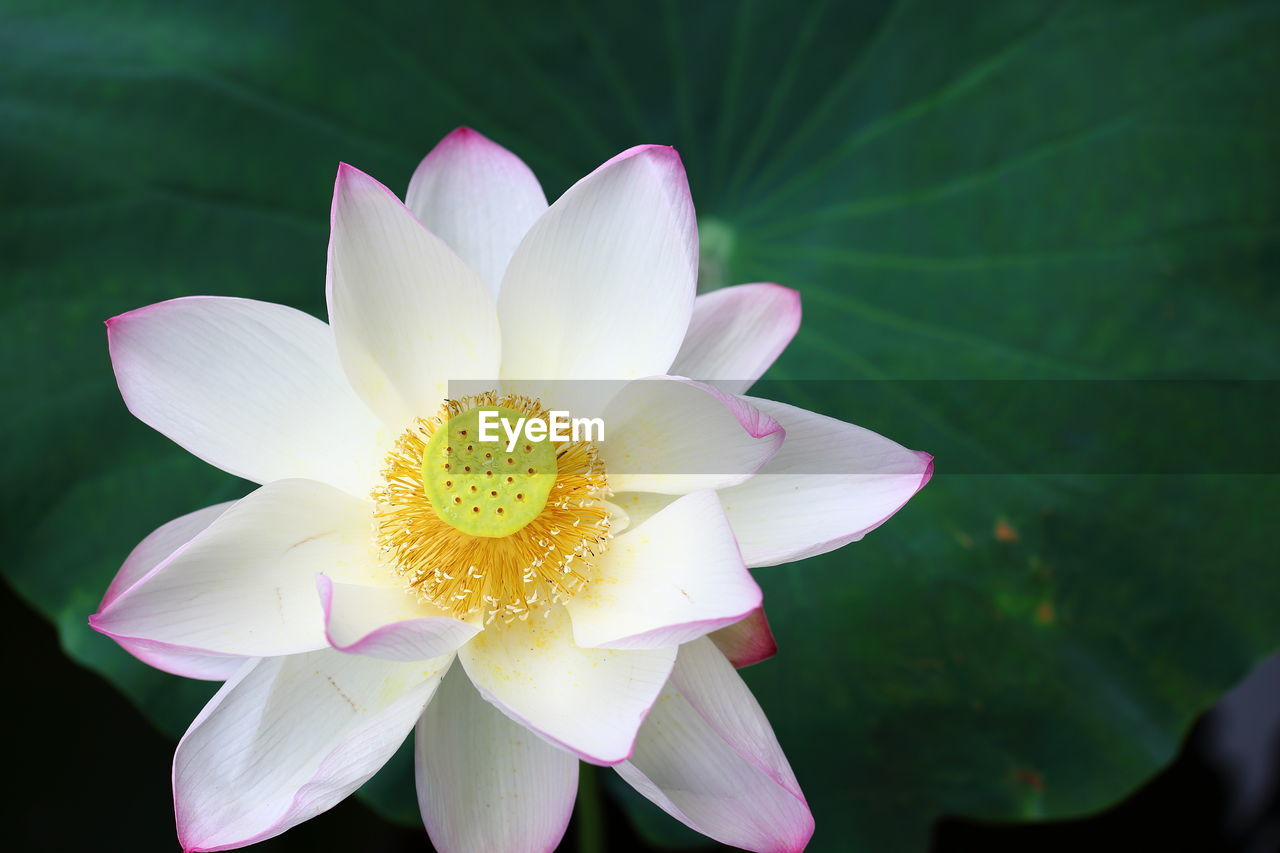 Close-up of white water lily