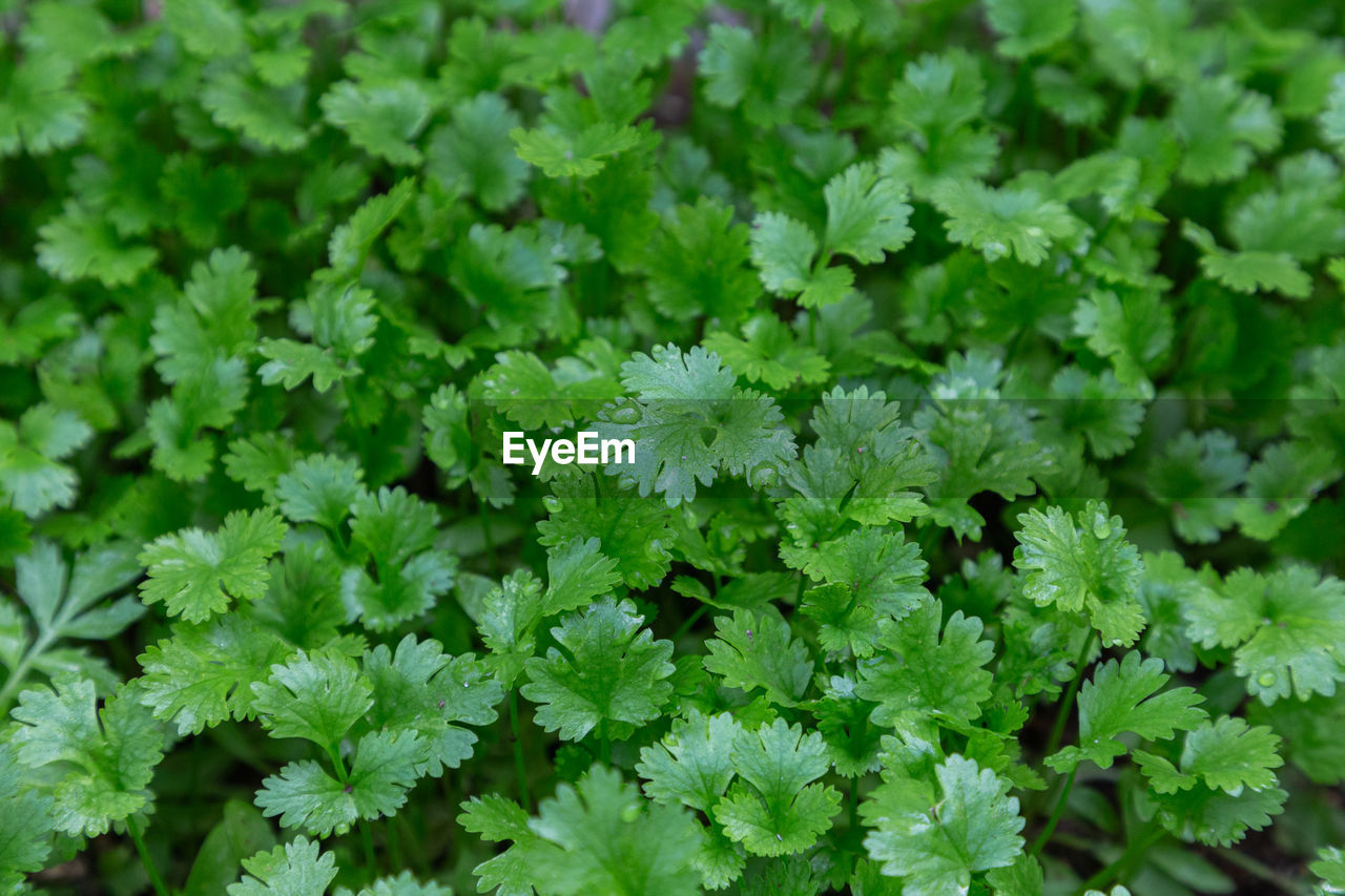 FULL FRAME SHOT OF FRESH PLANTS