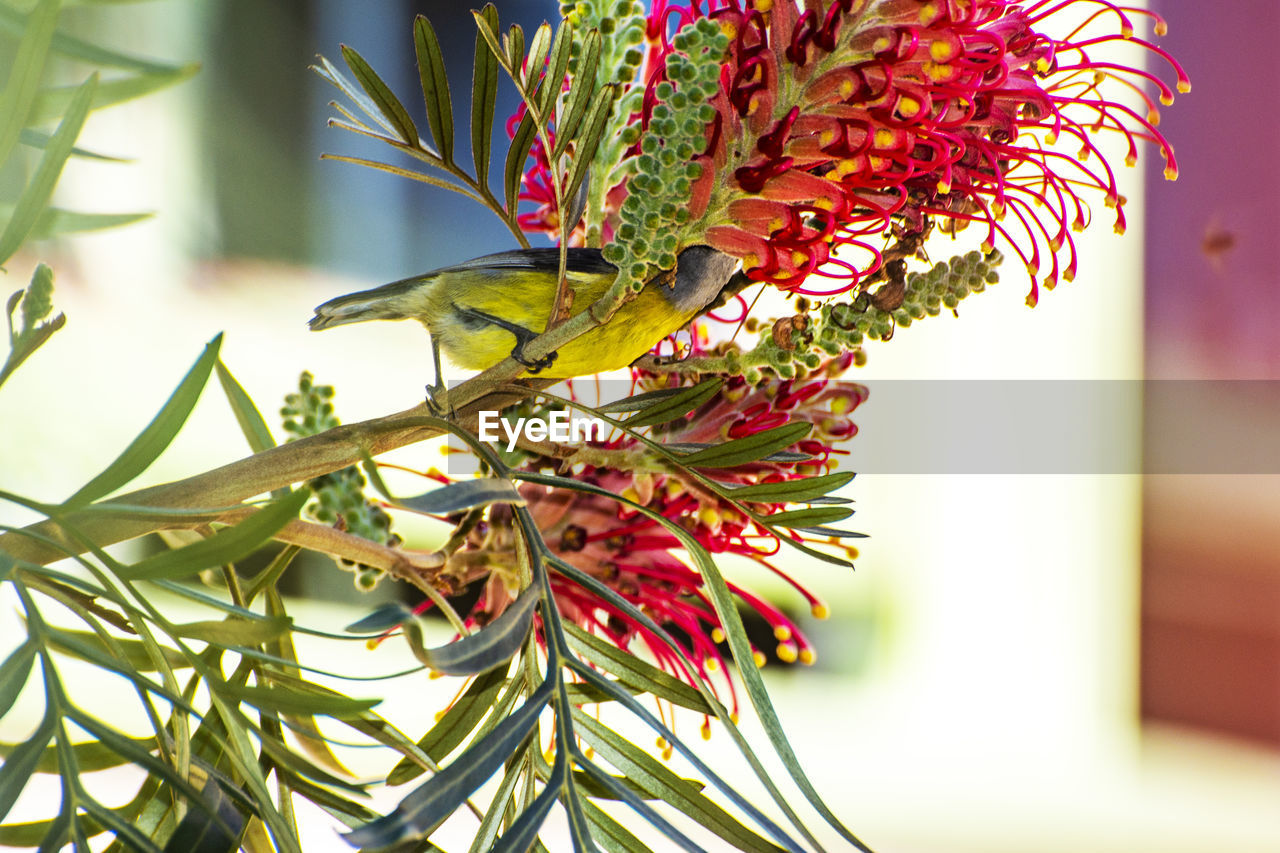 CLOSE-UP OF BUTTERFLY ON FLOWER