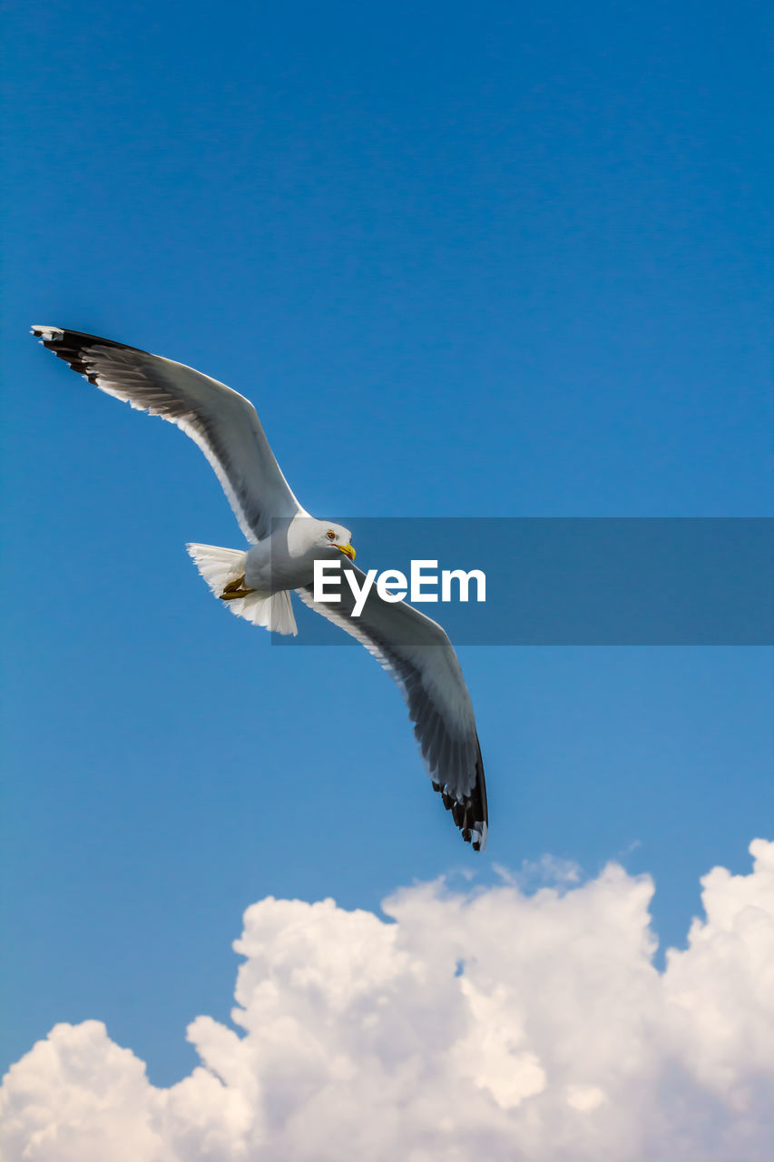 LOW ANGLE VIEW OF SEAGULLS FLYING