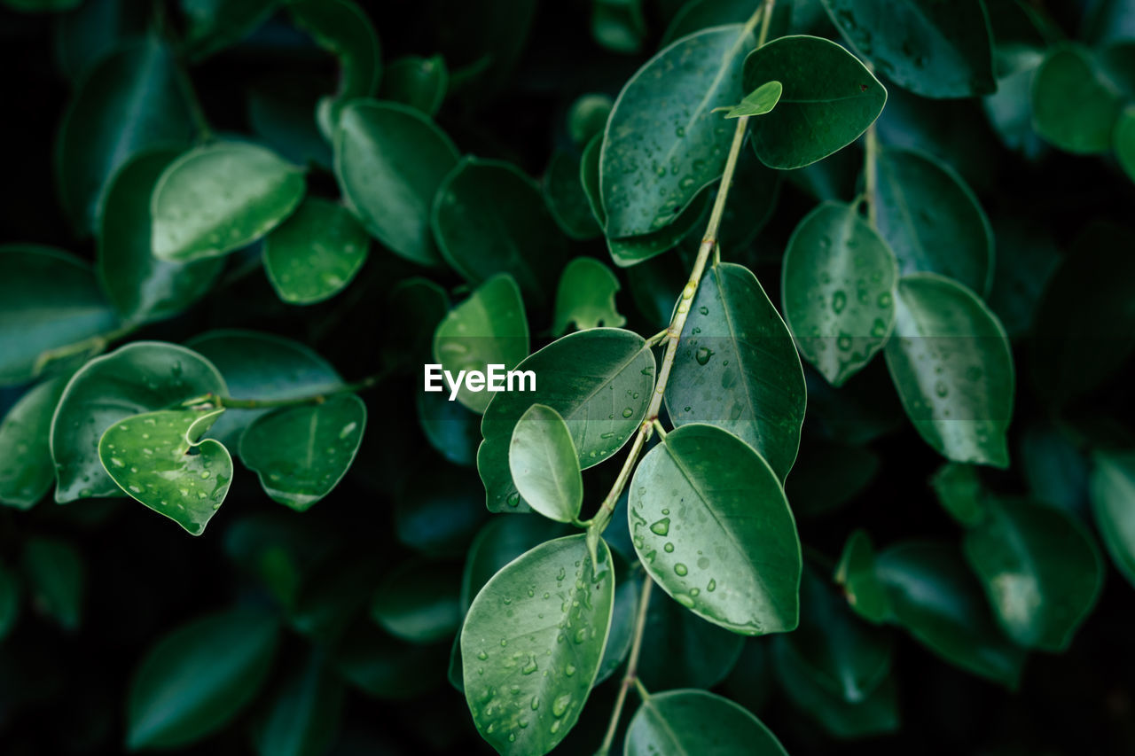 Close-up of green leaves